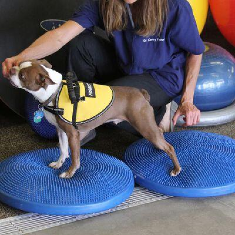 Диск для балансування тварин FitPAWS, 56 см, синій